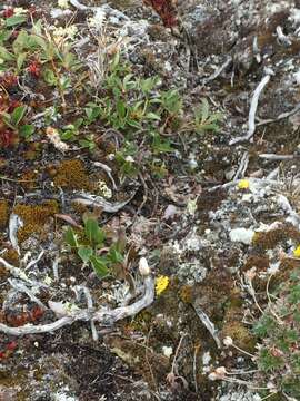 Image of arctic willow