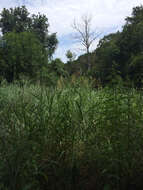 Image of Johnson grass