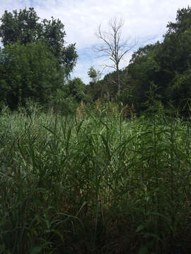 Image of Johnson grass