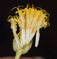 Image of <i>Perityle <i>megalocephala</i></i> var. megalocephala