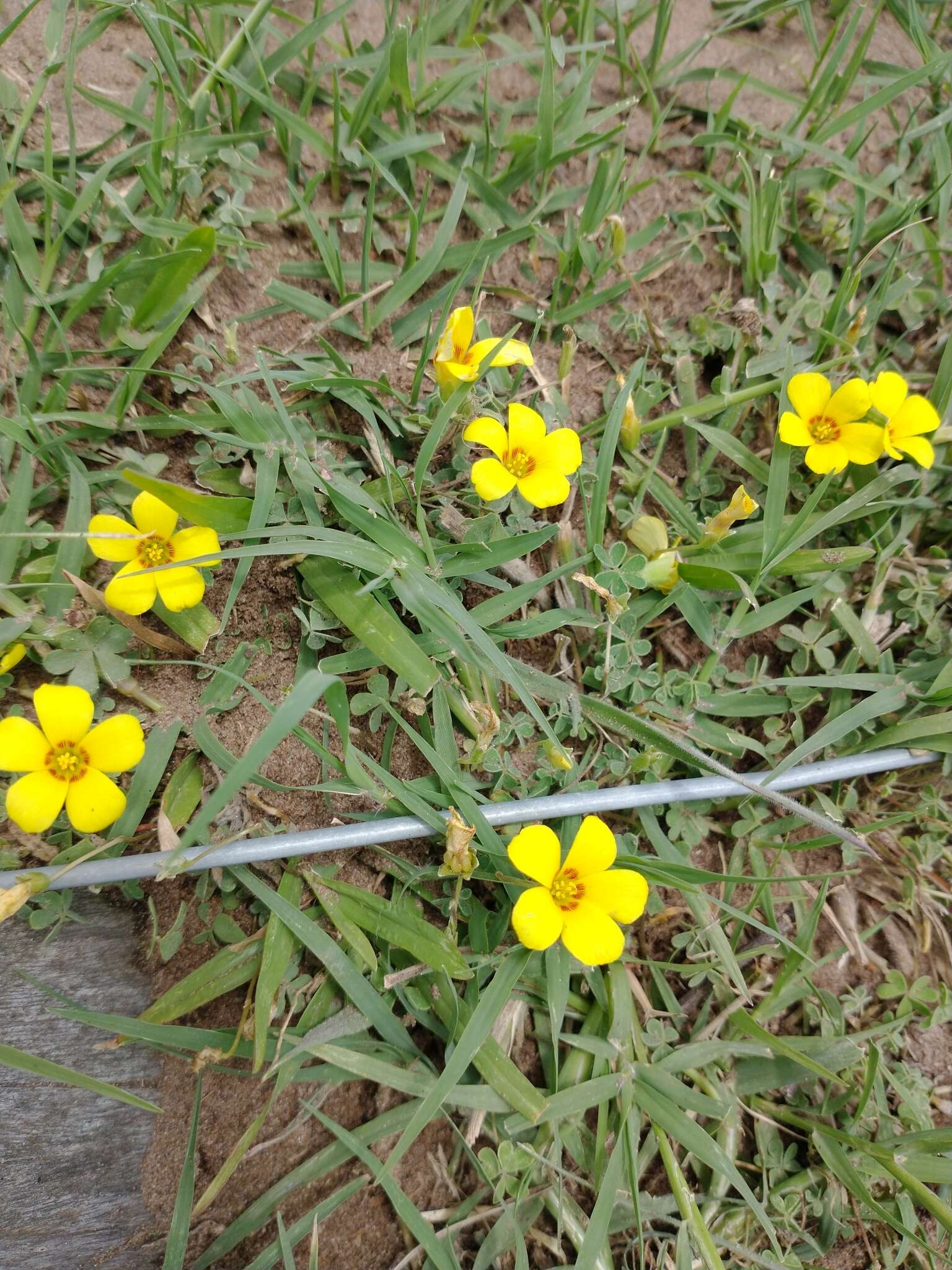 Image of Oxalis conorrhiza (Feullée) Jacquin