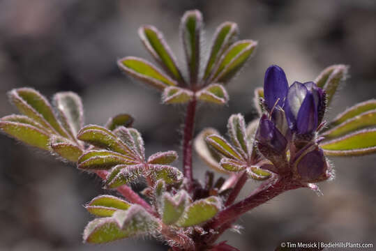 Imagem de Lupinus brevicaulis S. Watson