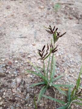 Image of <i>Cyperus <i>rotundus</i></i> f. rotundus