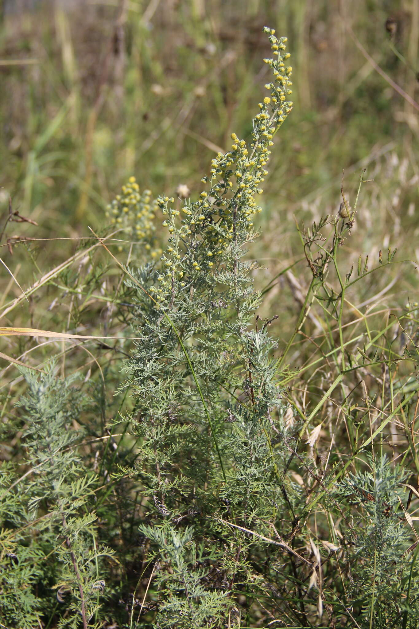 Image of Roman wormwood