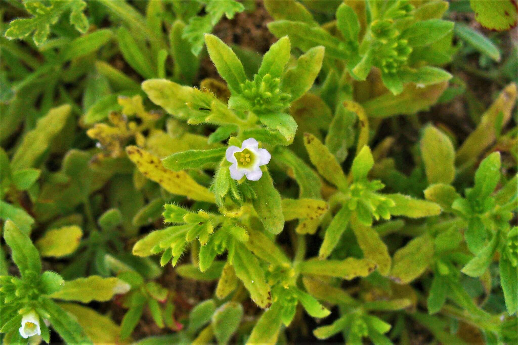 Image of Mud Fiddleleaf