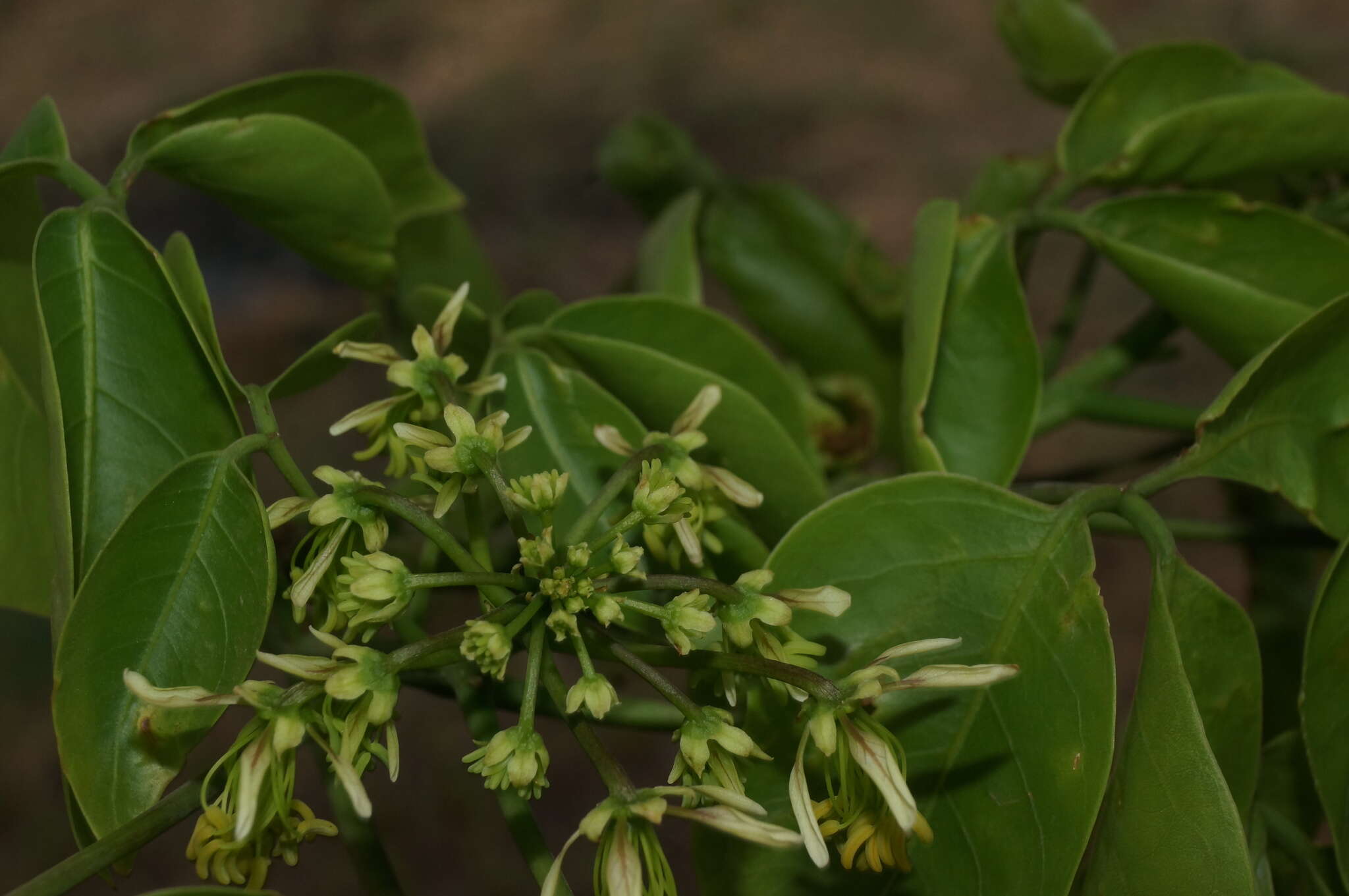 Image of Capparidastrum discolor (J. D. Sm.) Cornejo & Iltis