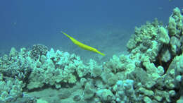 Image of trumpetfishes