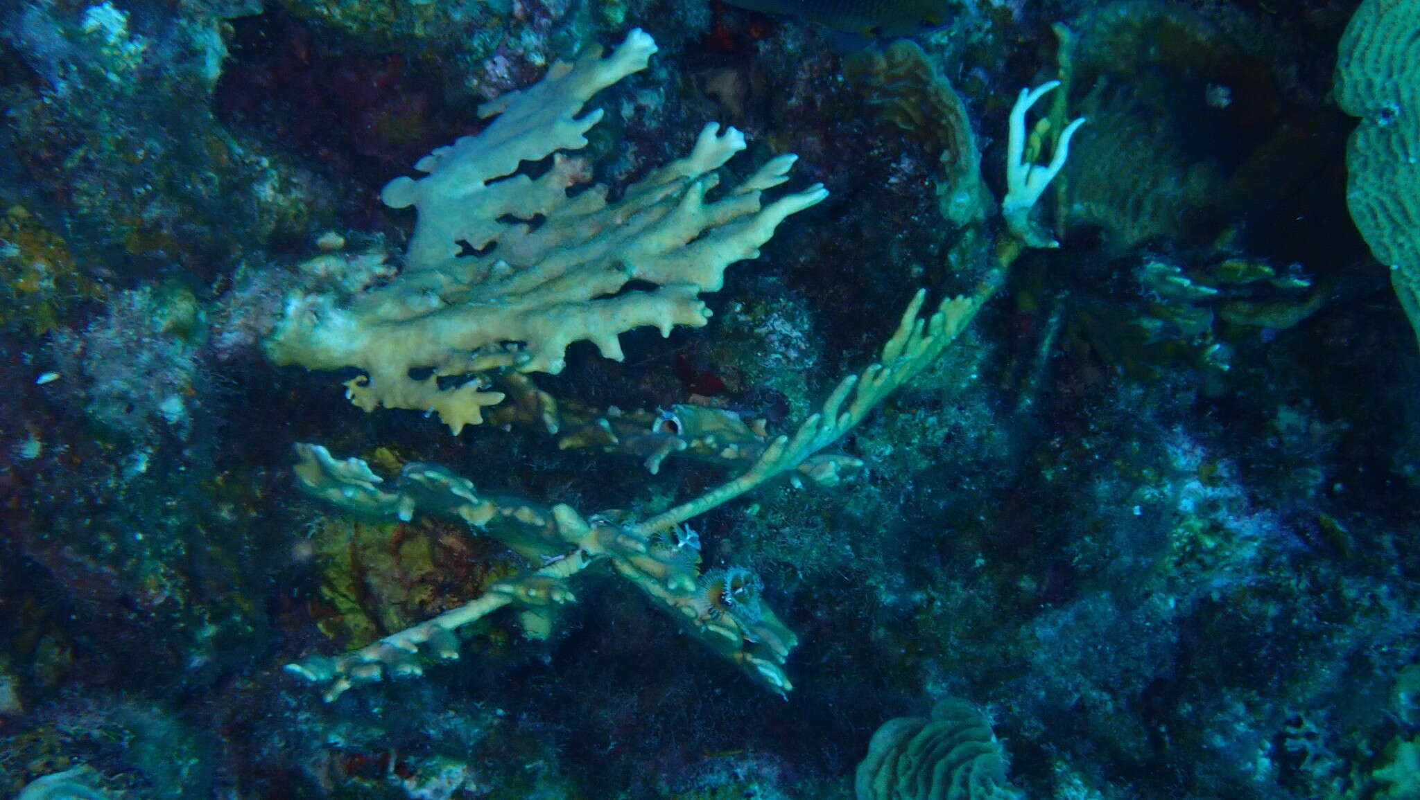 Image of Fire coral