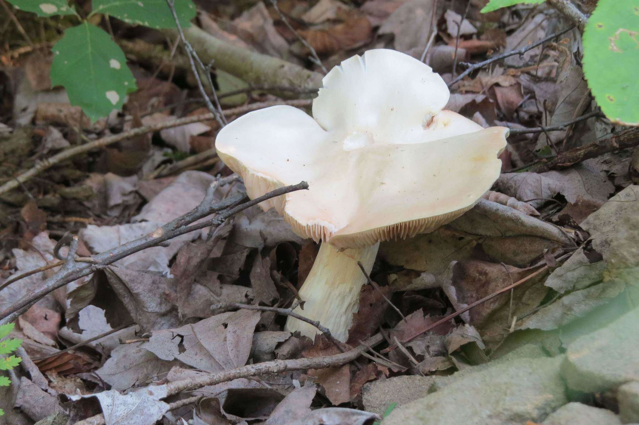 Image of Entoloma subsinuatum Murrill 1917