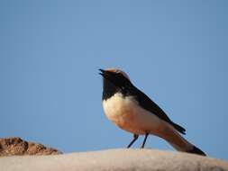 Image of Mourning Wheatear