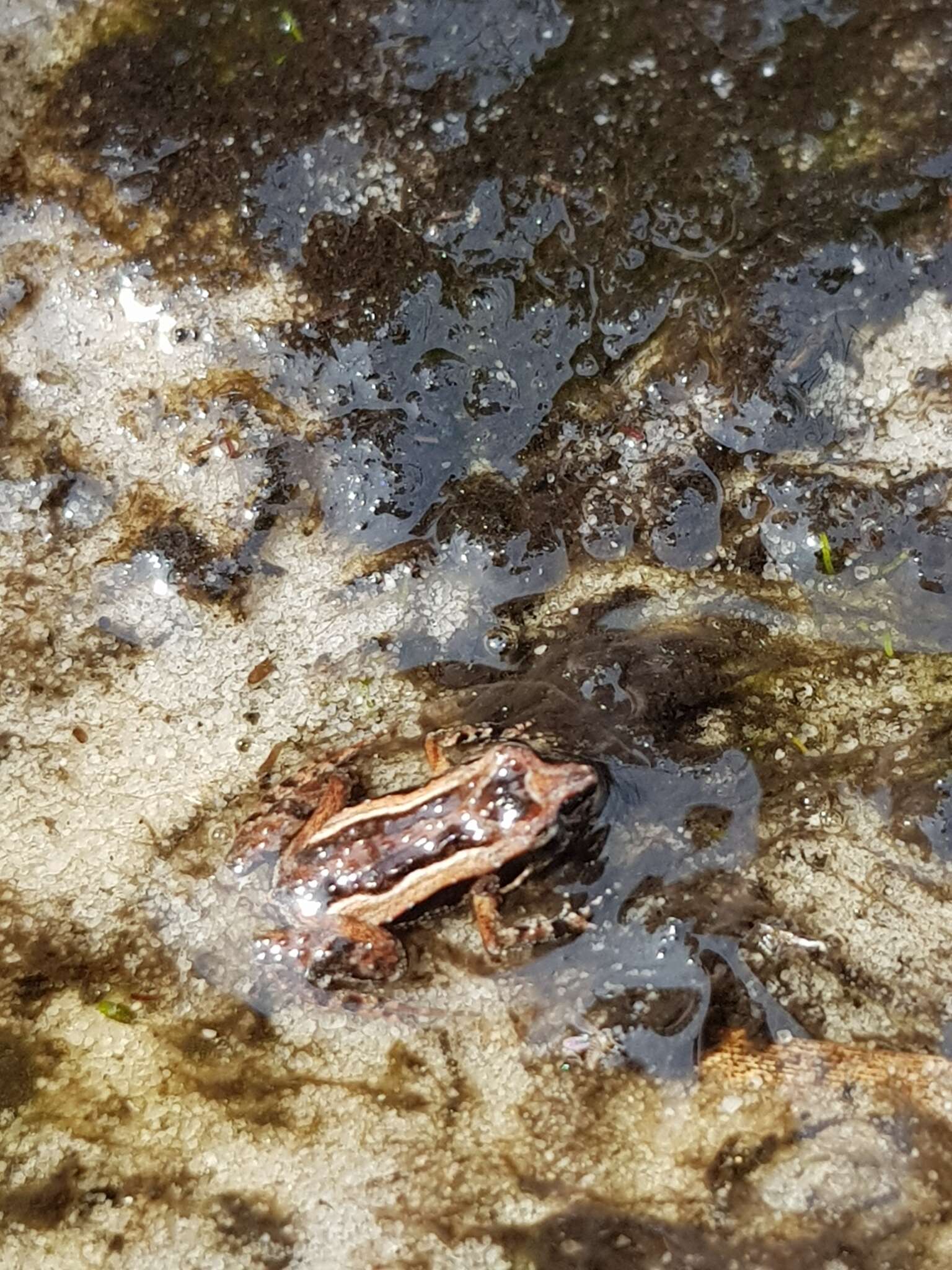 Image of Tinkling Froglet