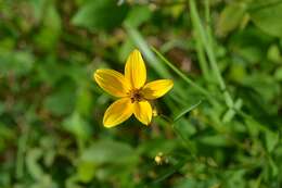 Image of Bidens triplinervia Kunth