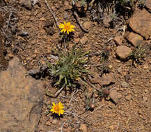 Image of Chaetanthera chilensis (Willd.) DC.