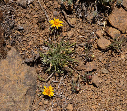 صورة Chaetanthera chilensis (Willd.) DC.