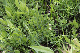 Image of purple prairie clover