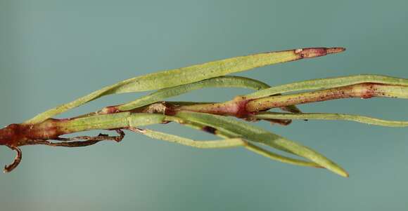 Image de Gypsophila fastigiata L.