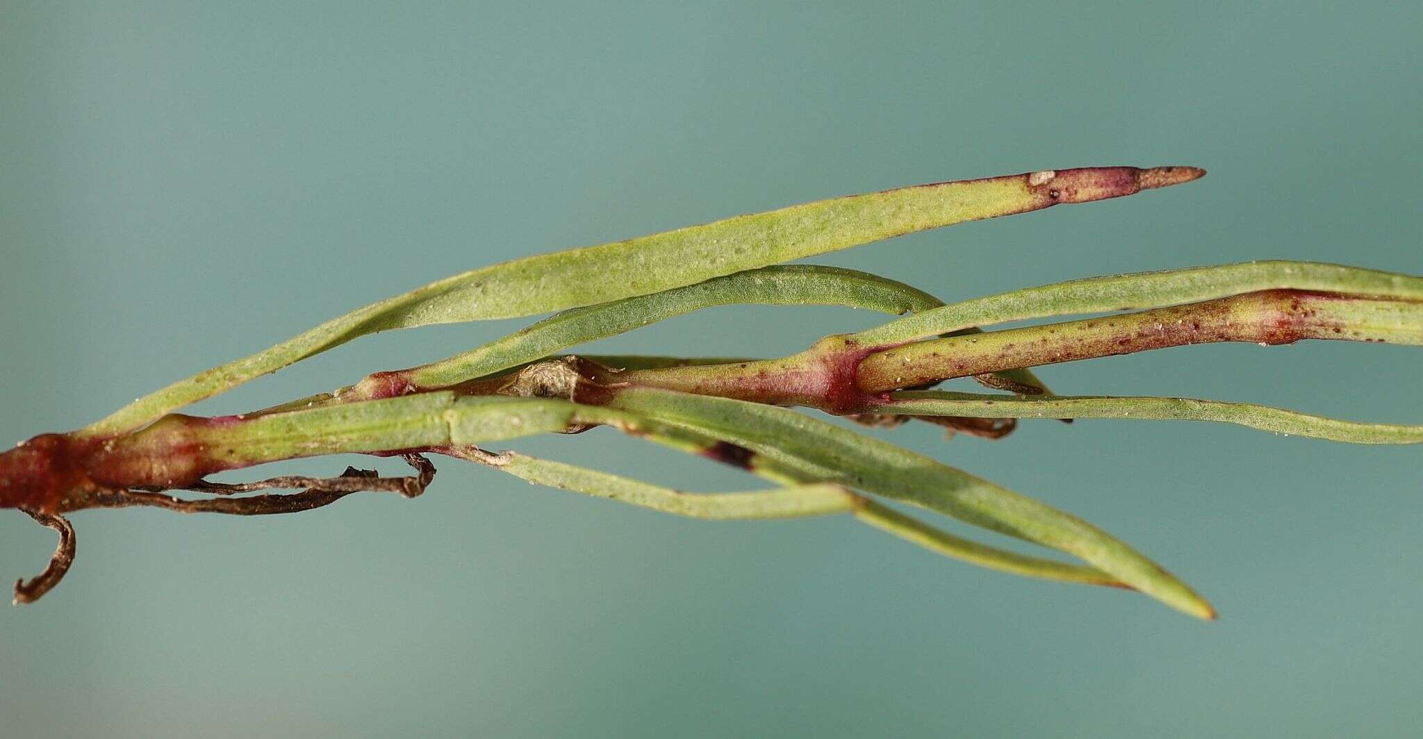 Image of Gypsophila fastigiata L.