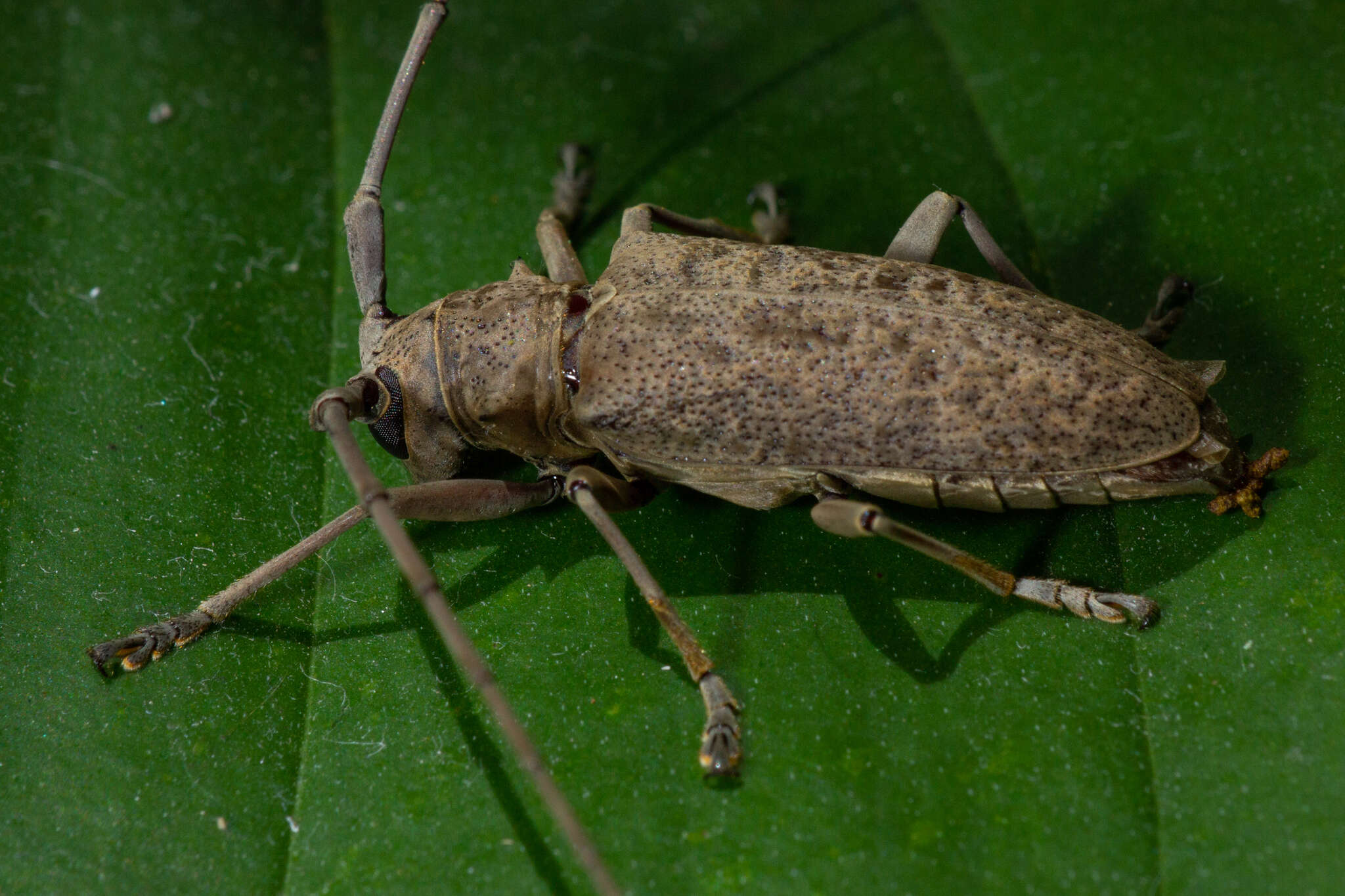 Image of Acalolepta aurosericea (Breuning 1936)