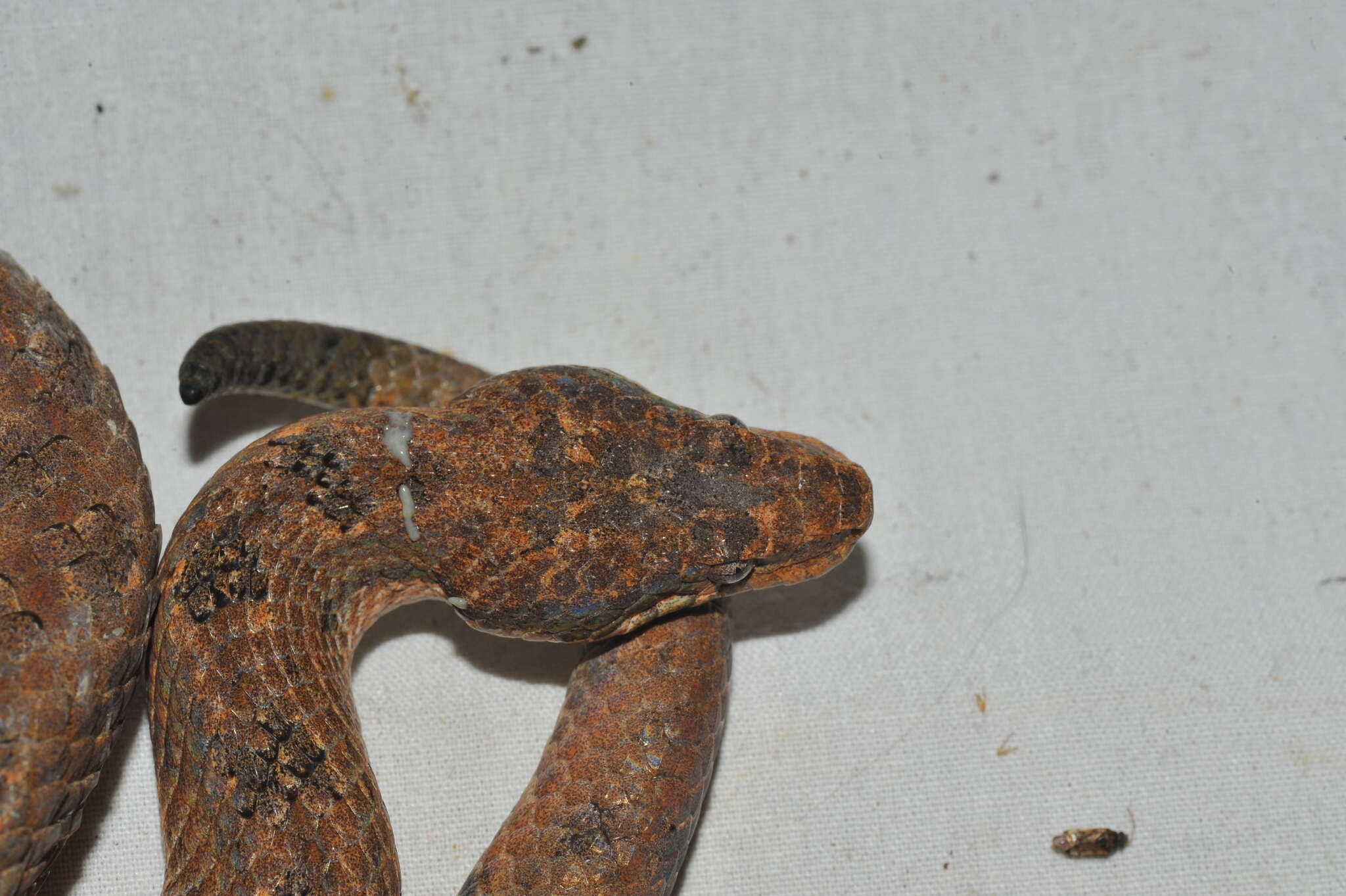 Image of Cuban Black-tailed Dwarf Boa