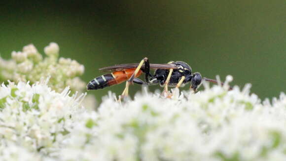 Image of Ctenichneumon