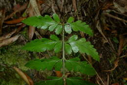 Imagem de Asplenium lobulatum Mett.