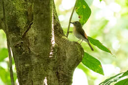 Image of Fulvous-chested Jungle Flycatcher
