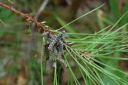 Image of Red-headed Pine Sawfly