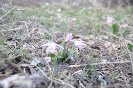 Imagem de Erythronium sibiricum (Fisch. & C. A. Mey.) Krylov