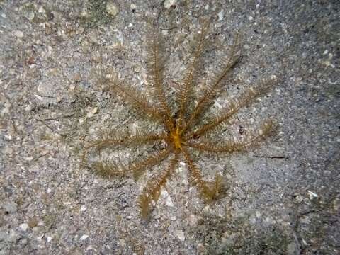 Image of Mediterranean feather star