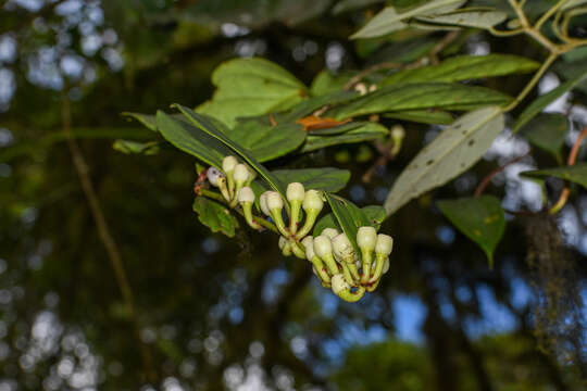 Image de Macleania coccoloboides A. C. Sm.