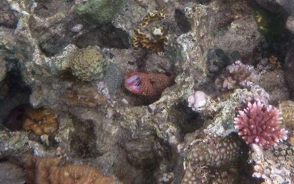 Image of Blue-spotted grouper