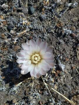 Image of Gymnocalycium gibbosum (Haw.) Pfeiff. ex Mittler