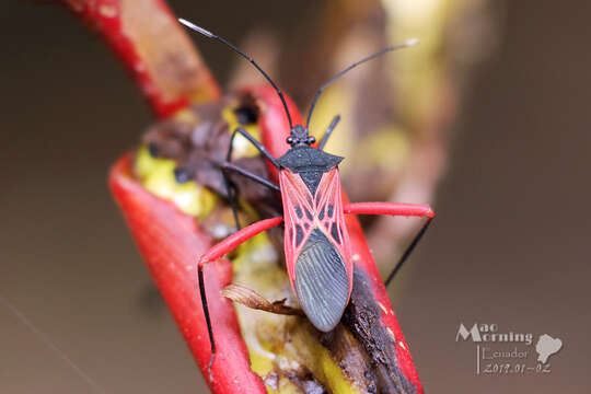 صورة Leptoscelis excellens Stål 1865