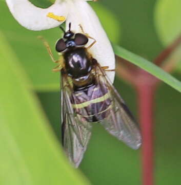 Image of Dasysyrphus tricinctus (Fallen 1817)