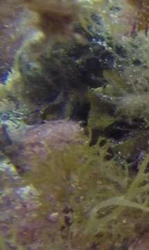 Image of Rock-pool Blenny