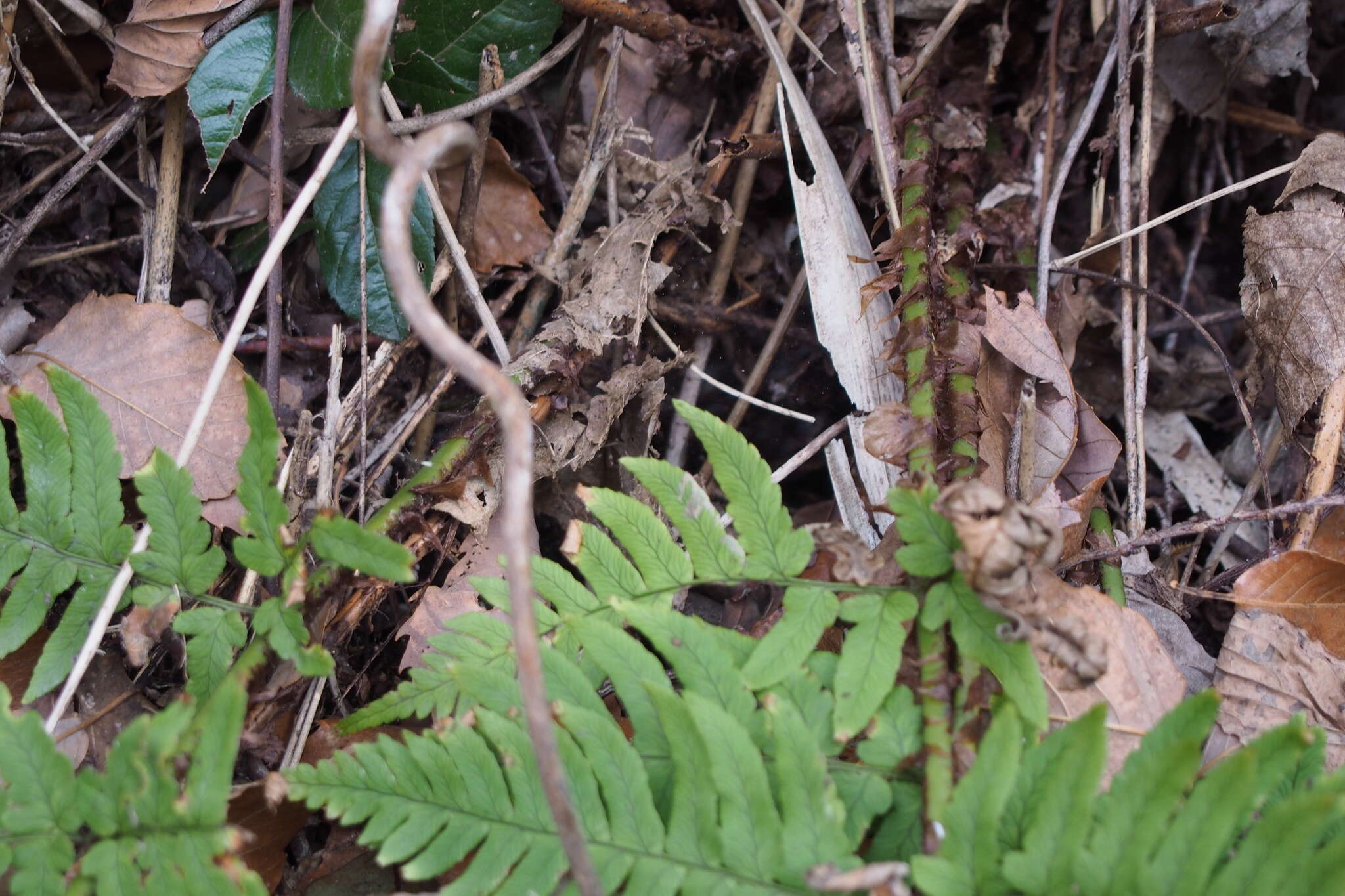 Image de Dryopteris lacera (Thunb.) Ktze.