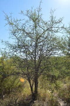 Image of Tabebuia nodosa (Griseb.) Griseb.