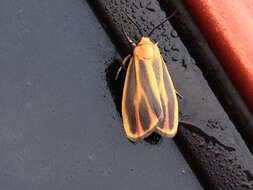 Image of Painted Lichen Moth