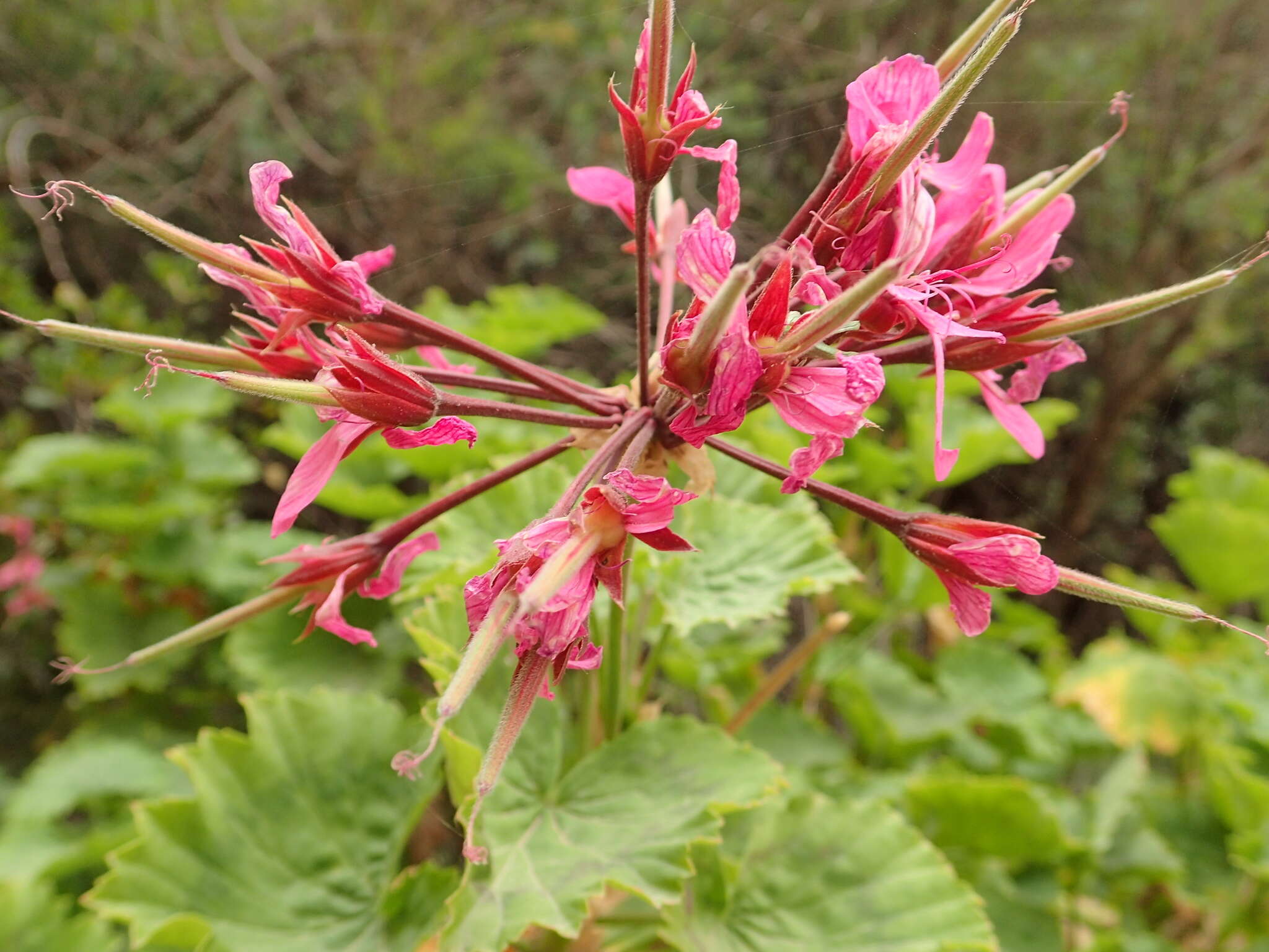 Image of horseshoe geranium