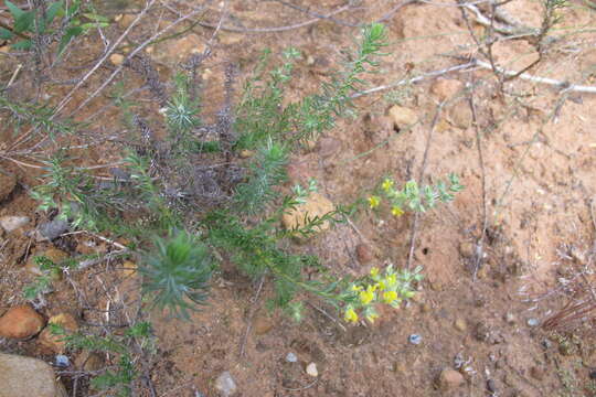 Image of Aspalathus heterophylla L. fil.