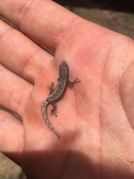 Image of Mocquard's Dwarf Gecko