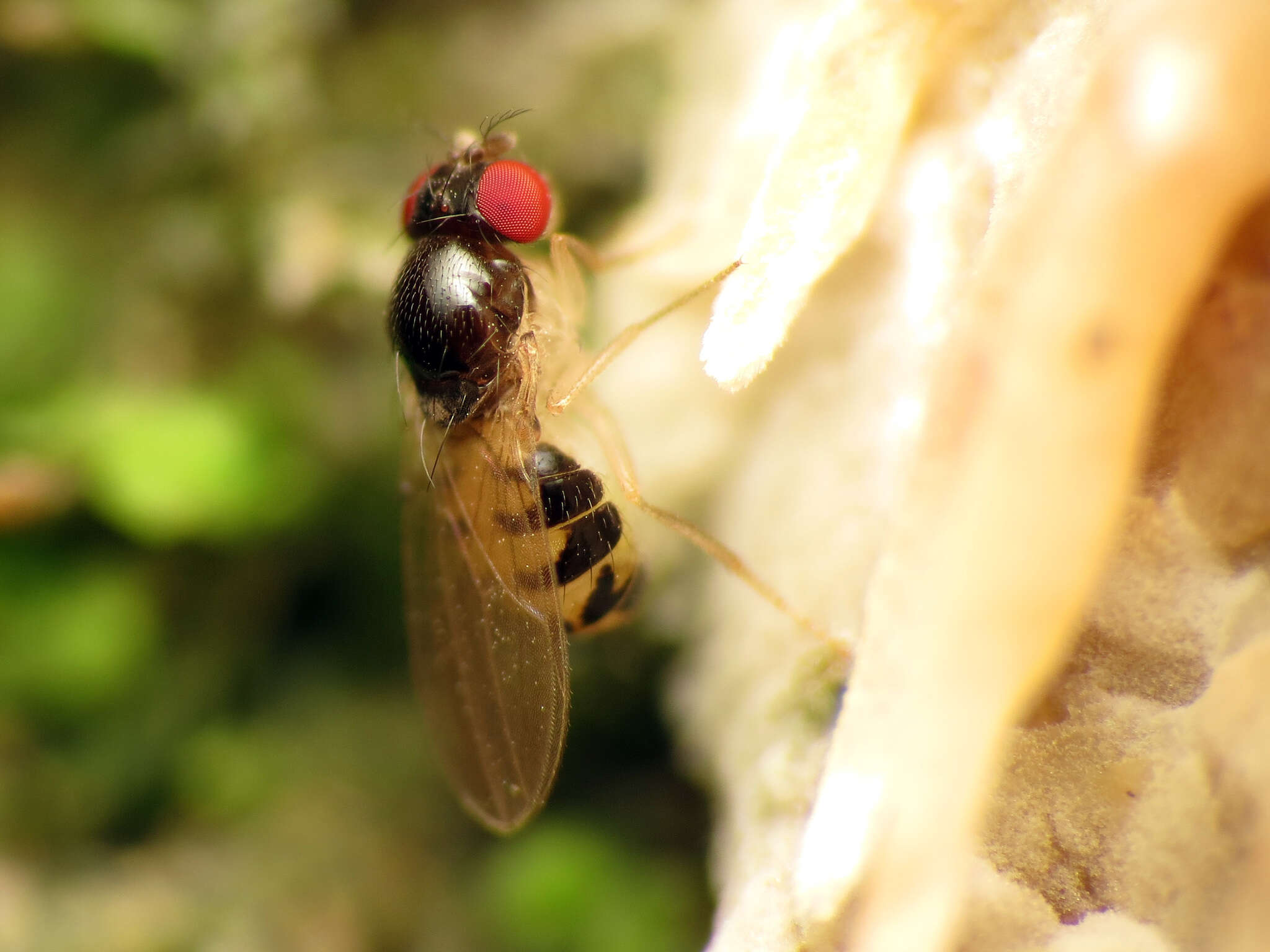 Image of Mycodrosophila claytonae Wheeler & Takada 1963