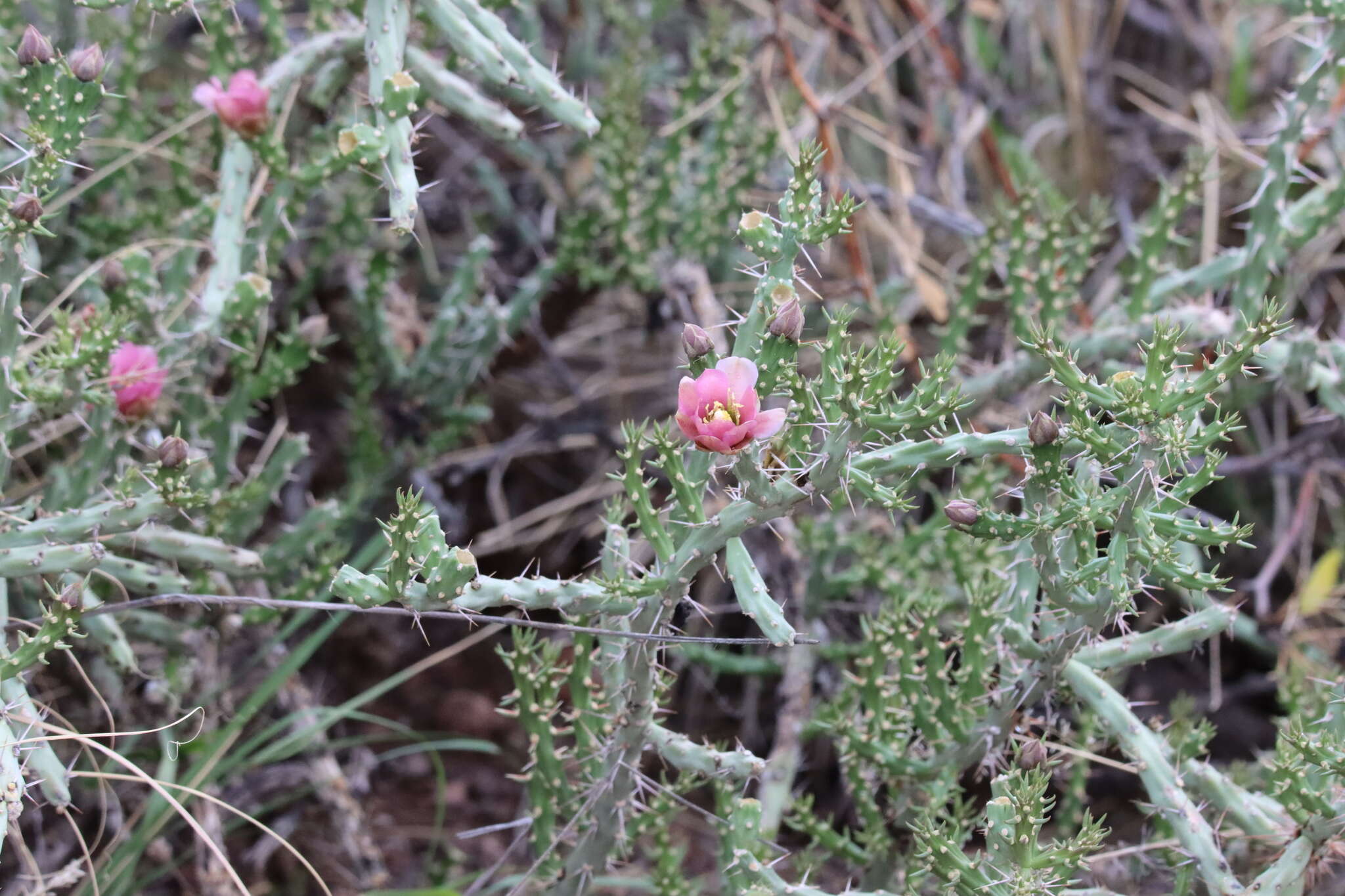 Image of Cylindropuntia × antoniae