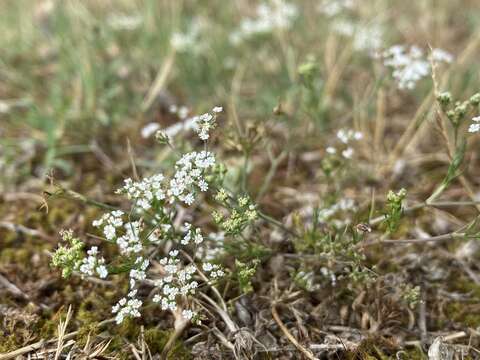 Image of Ammoides pusilla (Brot.) Breistr.