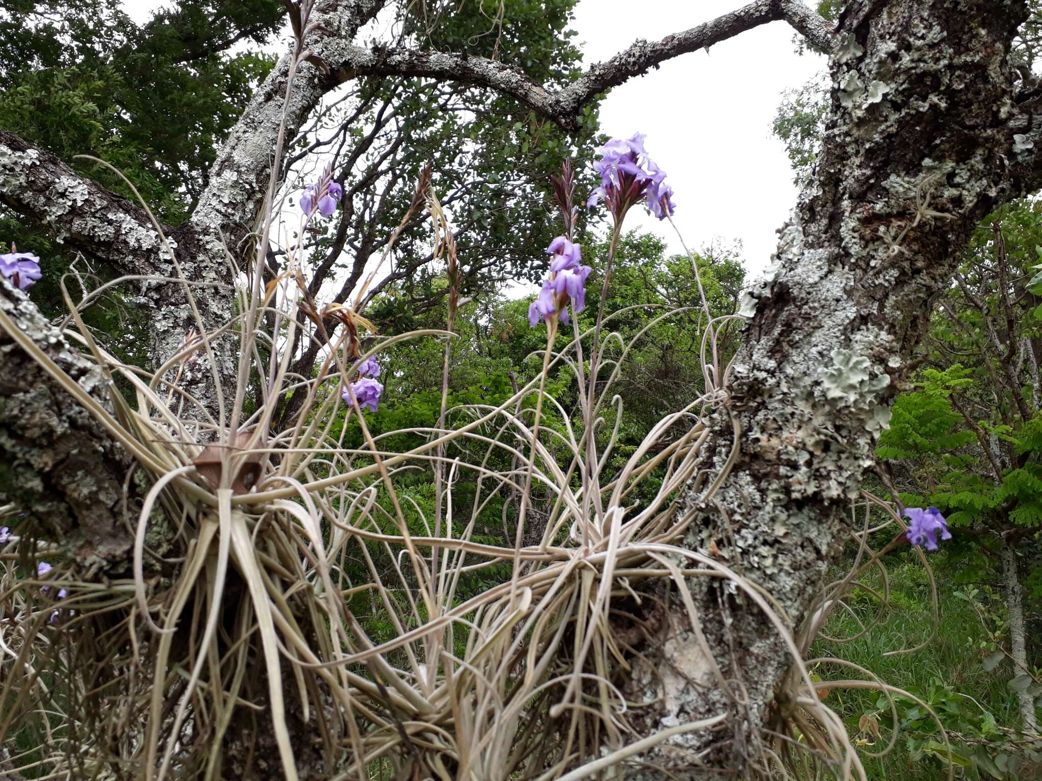 Image of Tillandsia streptocarpa Baker