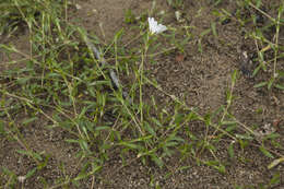 Plancia ëd Cerastium cerastoides (L.) Britton