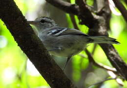 Image of Large-billed Antwren