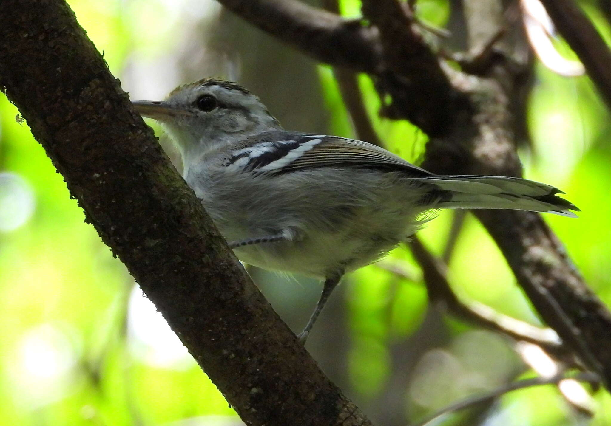 Image of Large-billed Antwren