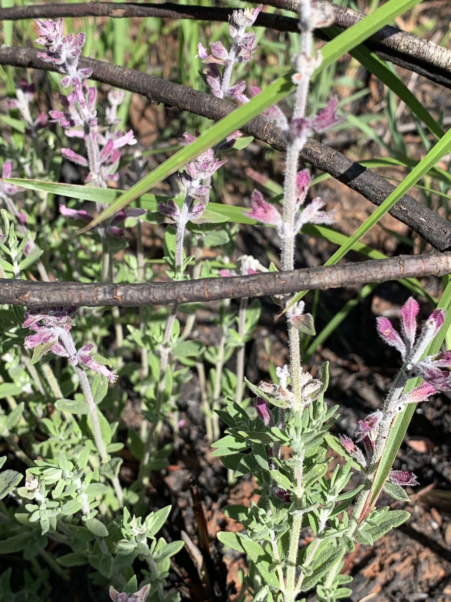 Image of Syncolostemon teucriifolius (Hochst.) D. F. Otieno