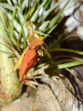 Image of Tillandsia kegeliana Mez